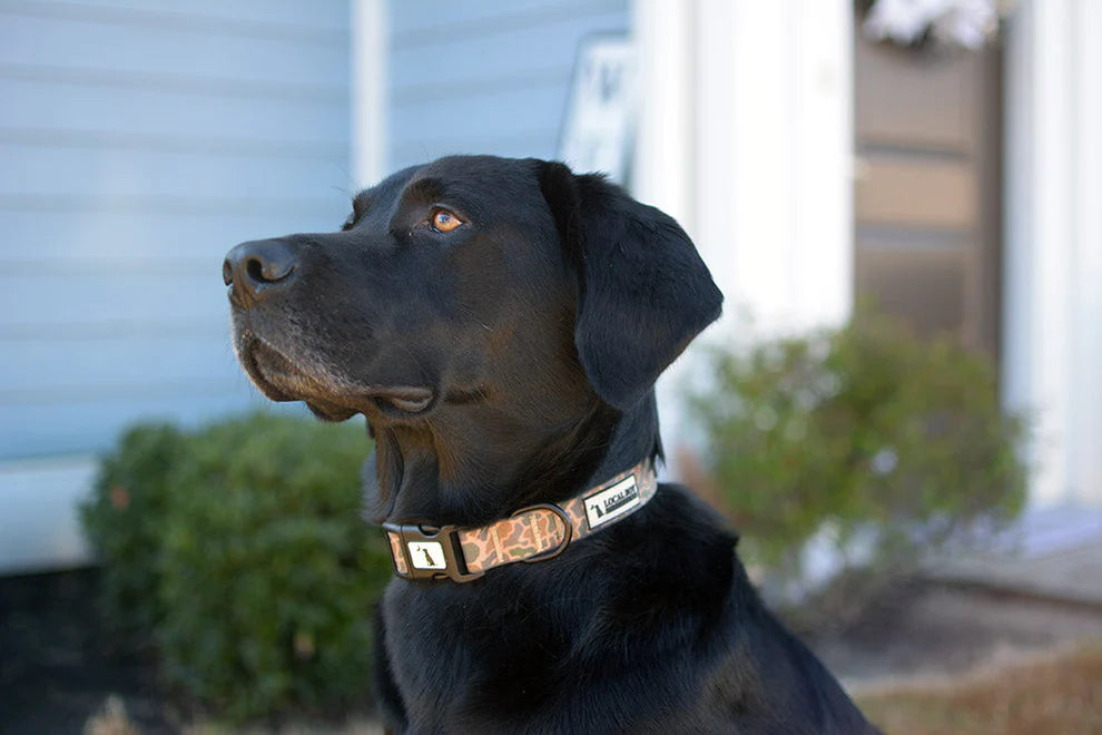 Local Boy Dog Collar - Old School Camo