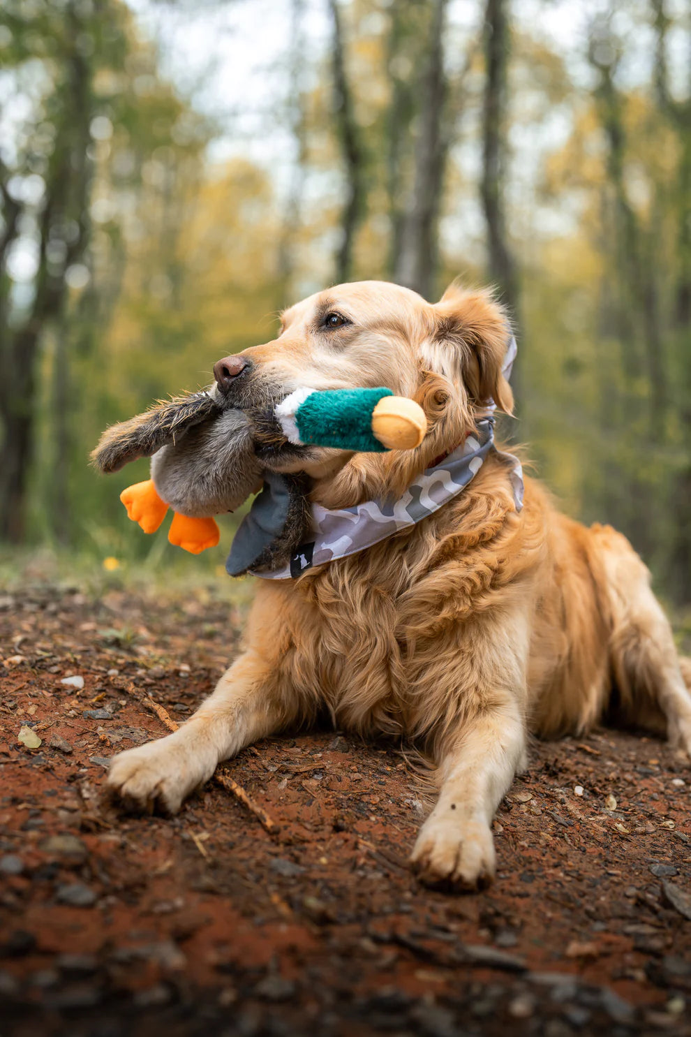 Local Boy Duck Dog Toy